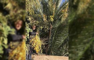 Denizli’de hurma yetiştirdi