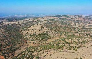 Denizli’ye ikinci bal ormanı geliyor