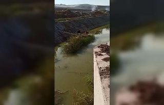 Dere yatağında 3 gün mahsur kalan köpek, itfaiye...