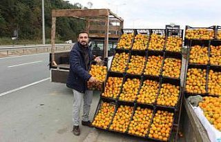 Derepazarı mandalinası tezgaha indi