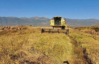 Derviş pirincinde hasat başladı