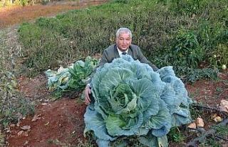 Dev lahanalar görenleri şaşırtıyor