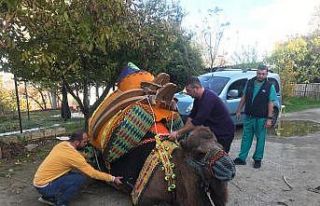 Develer havutlarını kuşandı