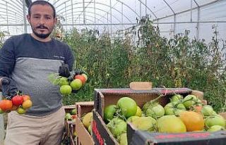 Devlet desteğiyle kurduğu serada dönüm başına...