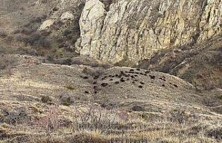 Doğa fotoğrafçısı, karşılaştığı sürü...