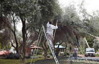 DokumaPark’ta zeytin hasadı başladı