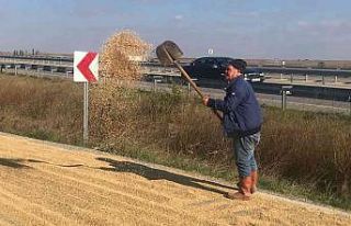 Duble yol, köylülerin çeltik kurutma sahası oldu