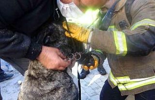 Dumandan etkilenen köpeğe oksijen maskeli müdahale