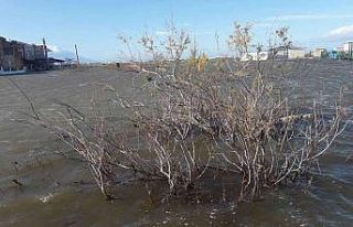Edirne’de denizin taşmasıyla kabus gibi gün,...