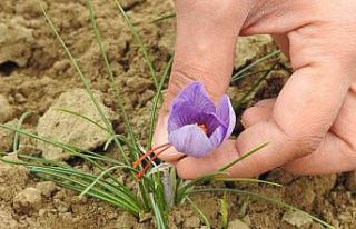 Edirne’de safran hasadı