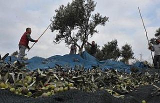 Edremit Belediyesi zeytin hasadına başladı