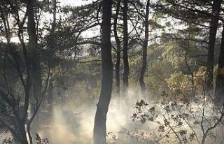 Edremit’te çıkan orman yangını büyümeden söndürüldü