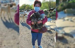 Edremit’te hayvan severler yasta