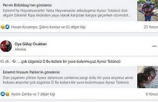 Edremit’te trafik kazasında ölen kadının köpekleri...