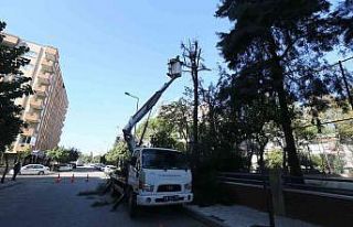 Efeler’de ağaç budama çalışmaları sürüyor
