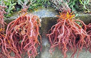 Efsanelere konu olmuştu, ilk hasadı gerçekleşti