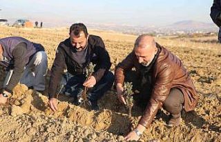 Elazığ’da 24 bin adet lavanta toprakla buluştu