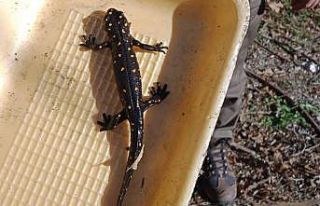 Elazığ’da benekli semender izleme çalışması...