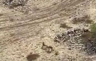 Elazığ’da yaban keçileri tarihi Harput Kalesine...