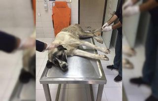 Elazığ’da yaralı köpeğe FÜ sahip çıktı