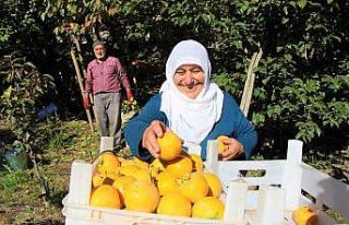 Elma diyarı Amasya’nın ‘yeni sarı altını’...
