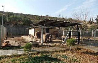 Emet Belediyesi’nin geçici hayvan barınağı çalışmaları...