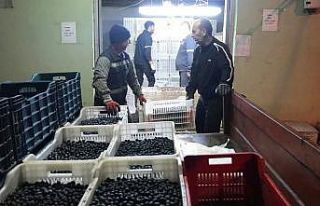 Erdek’in zeytini yok satıyor