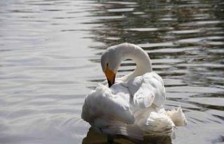 Erkek kuğuya eş aranıyor