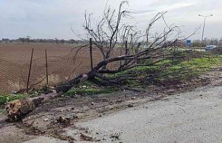 Eskişehir’de şiddetli rüzgâr ağaç devirdi