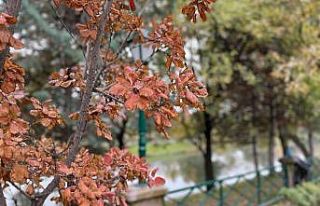 Eskişehir’in parkları sonbahar renklerine büründü