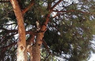 Evden kaçan kediyi ağaçtan itfaiye ekipleri kurtardı