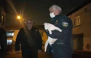 Evden kaçan Van kedisi ağaçta mahsur kaldı, itfaiye...