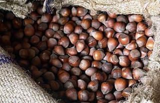 Fındık fiyatları yükselişte