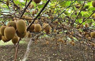 Fındıktan vazgeçip kivi ekti, kazancı üç kat...