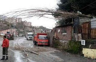 Fırtına direkleri ve ağaçları devirdi