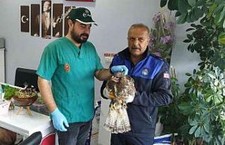 Fırtına mağduru şahini zabıta kurtardı