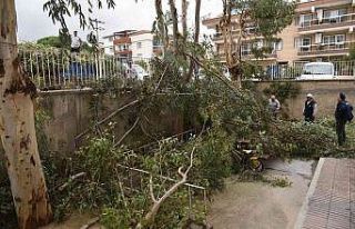 Fırtına nedeniyle devrilen ağaçlar kaldırıldı