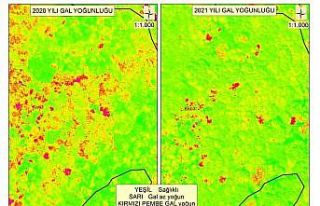 Gal arısı ile mücadele sonuç verdi