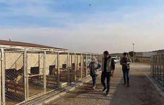 Geçici Hayvan Bakım evinde denetim