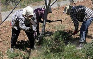 Gençler tarımdan uzaklaştı, çiftçi yaşı yükseldi