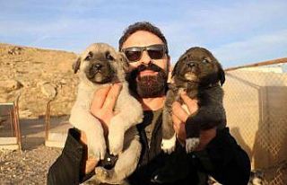 Gerçek kangal 10 aşamada anlaşılır