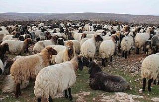 Göçerler 400 kilometrelik zorlu yolculuğu 80 günde...