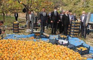 Gölbaşı’nda hurma hasadı başladı
