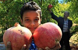 Gören şaşırıyor, bu narların tanesi 1,5 kilo