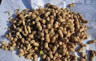 Gübreden ve sudan tasarruf için mısır yerine yer...