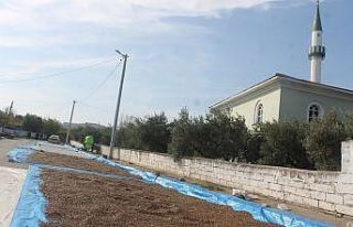 Güneşli havaları fırsat bilen üreticiler, fasulyeleri...