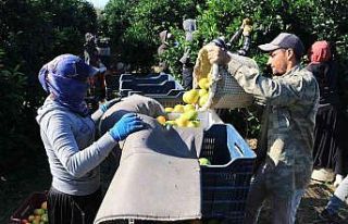 Günlük 124 liraya çalışacak tarım işçisi bulamıyorlar