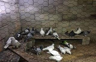 Güvercin hırsızları yakalandı