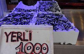 Hamsi bereketi sürüyor, istavrit azaldı
