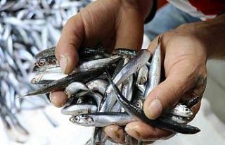 Hamsi fiyatlarının düşmesini bekleyenlere kötü...